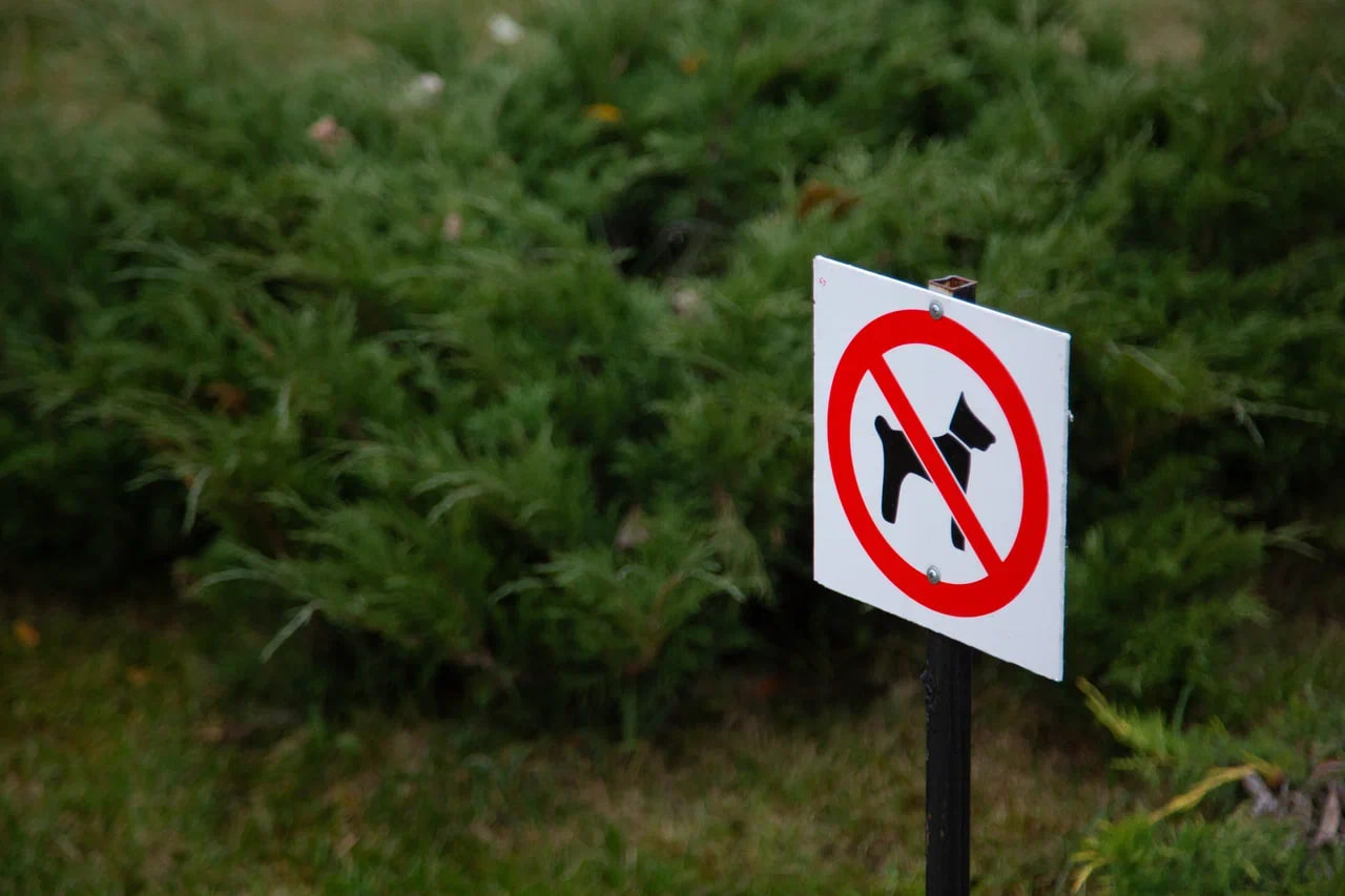 Управляющая «Додо Пиццы» уволилась после скандала с курьером и бродячим псом