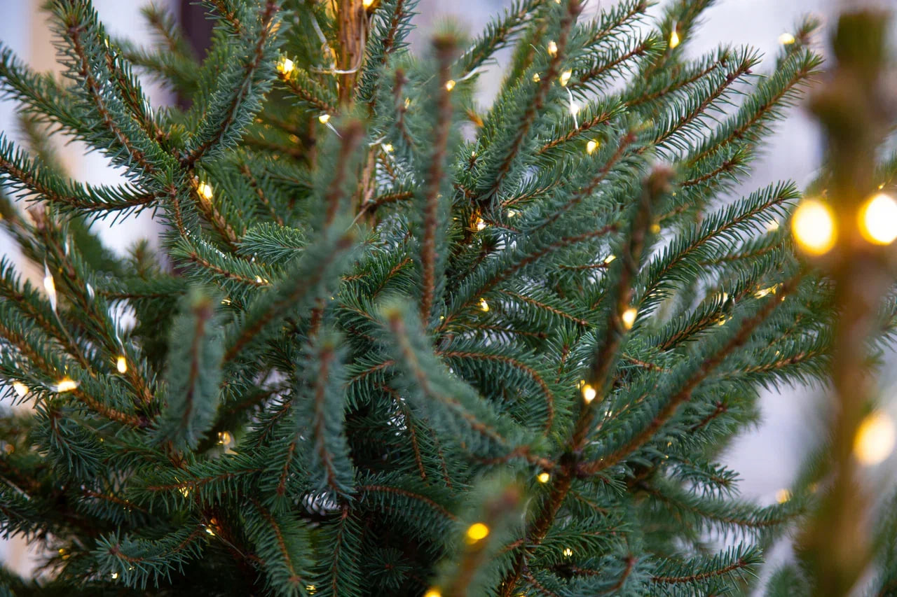 Эксперт Маслов: в России раньше всего встретят Новый год на Чукотке